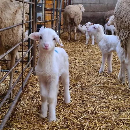 Lagar De Palacio * Santa Cilia de Jaca