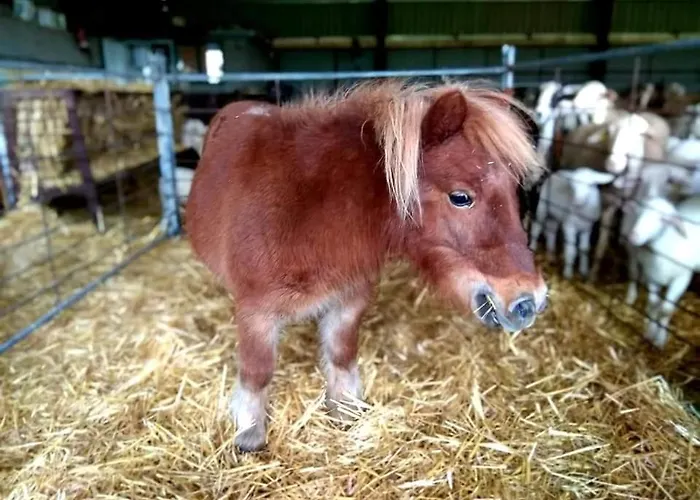 Lagar De Palacio Vakantiehuis *