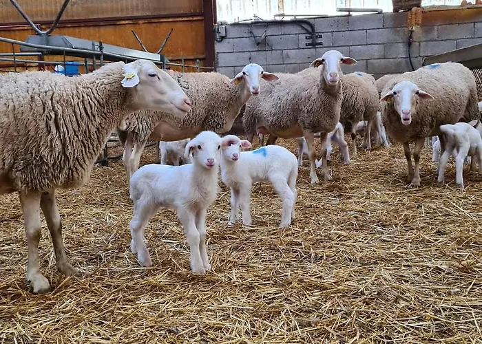 Lagar De Palacio Vakantiehuis