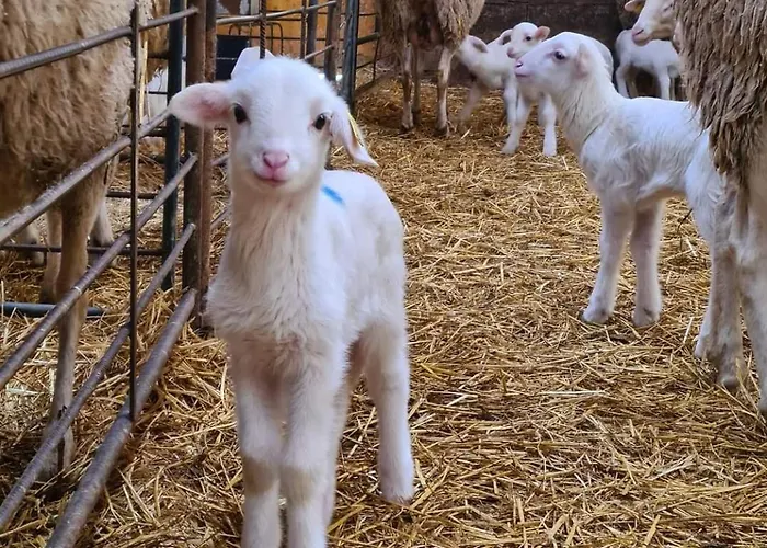 Lagar De Palacio * Santa Cilia de Jaca